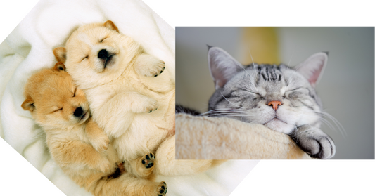 FUUKAのアロマでペットケア|犬や猫にも使えるアロマの効果と注意点