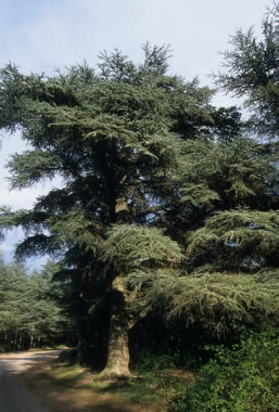 忘れたくない気持ちと、手放したい気持ちのあいだで